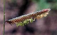 Bouteloua gracilis image