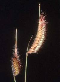 Bouteloua hirsuta subsp. hirsuta image