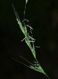 Brachyelytrum erectum image