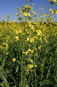 Brassica napus image
