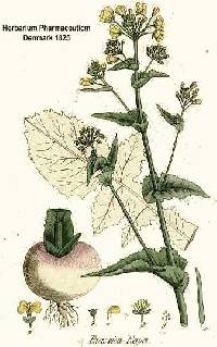 Image of Brassica rapa
