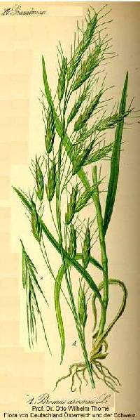Bromus arvensis image