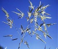 Bromus inermis image