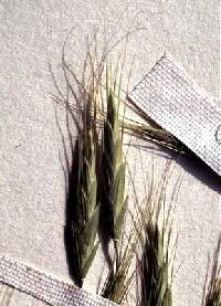 Bromus racemosus image