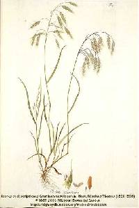 Bromus squarrosus image