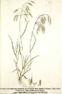 Image of Bromus squarrosus