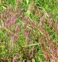 Bromus tectorum image