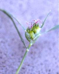 Bouteloua dactyloides image