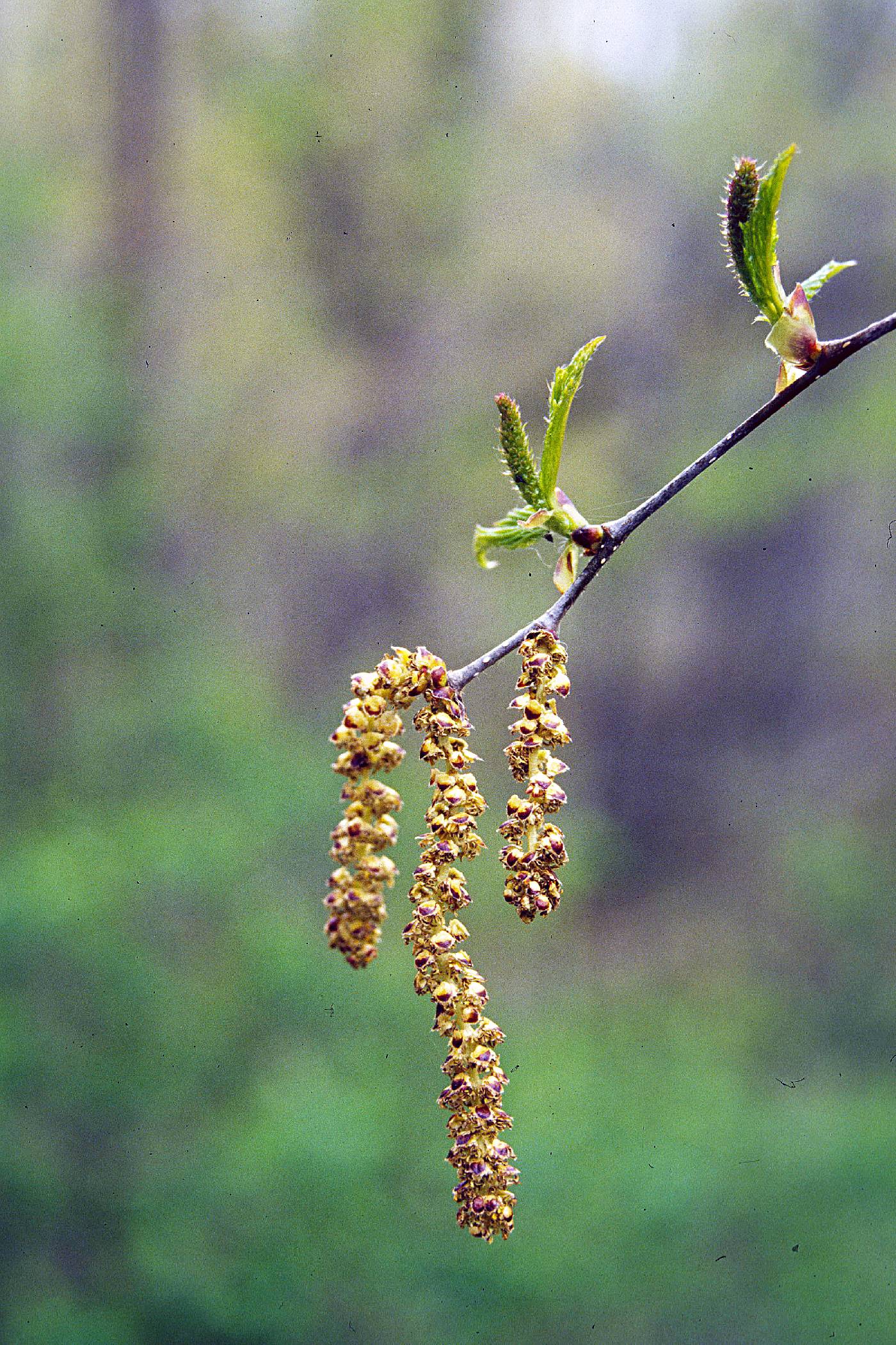 Betula alleghaniensis image