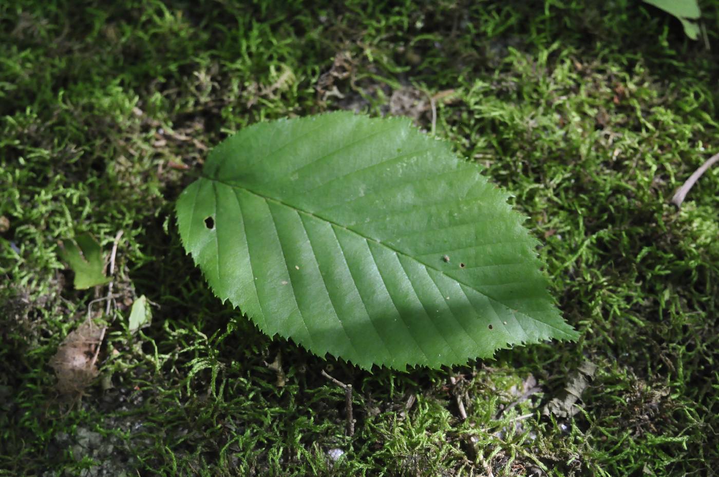 Betula alleghaniensis image