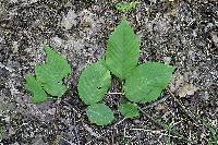 Betula alleghaniensis image