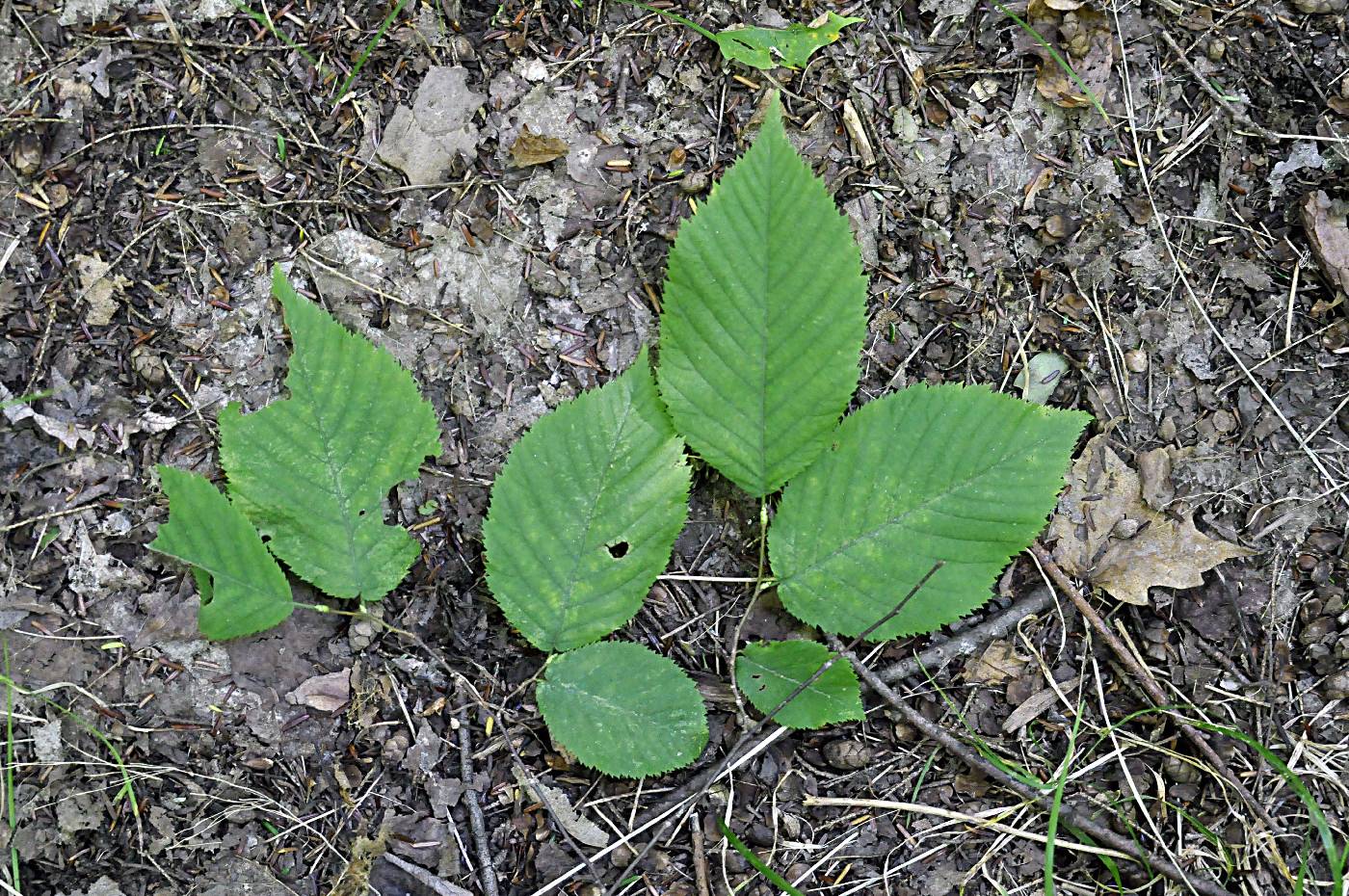 Betula alleghaniensis image