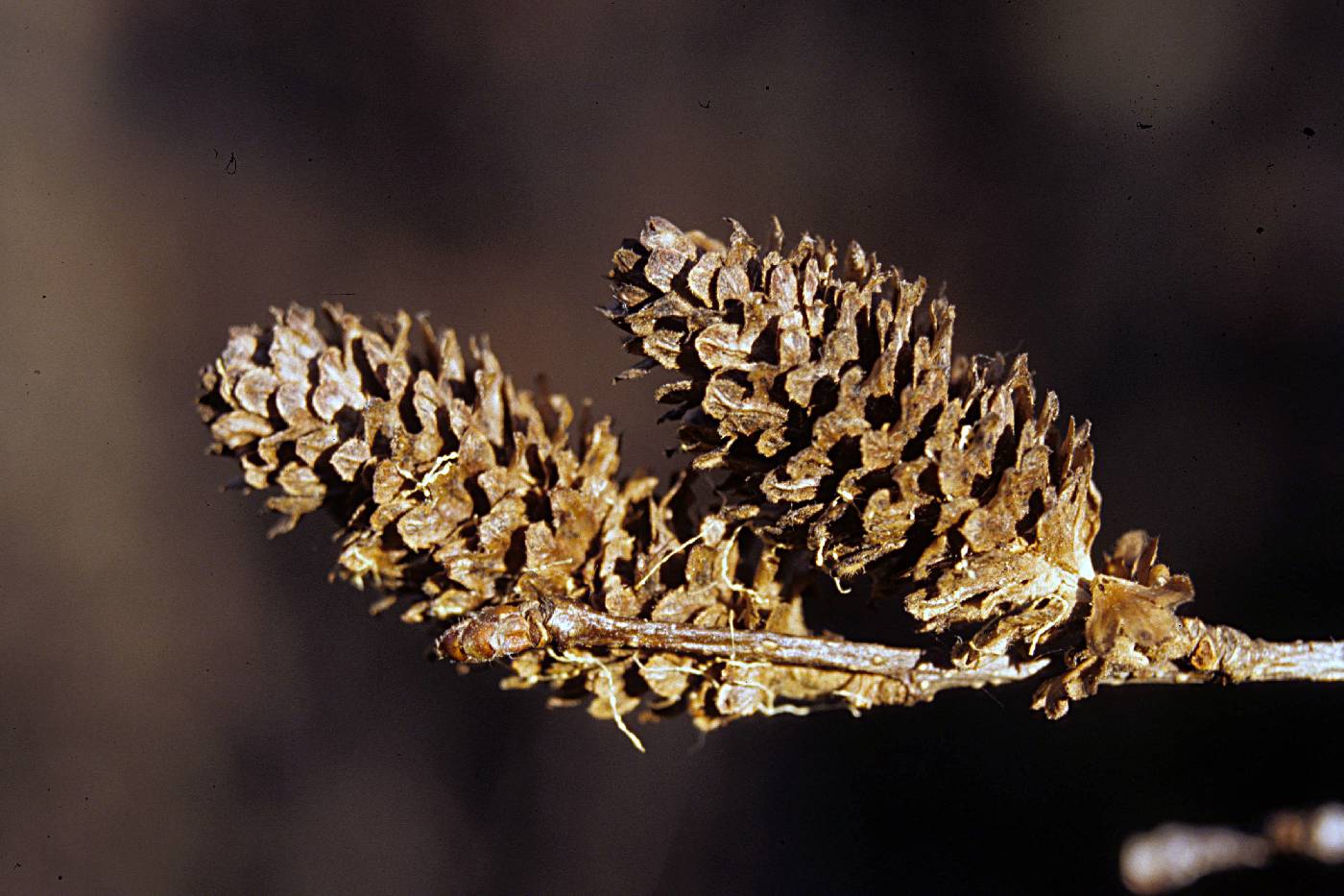 Betula alleghaniensis image