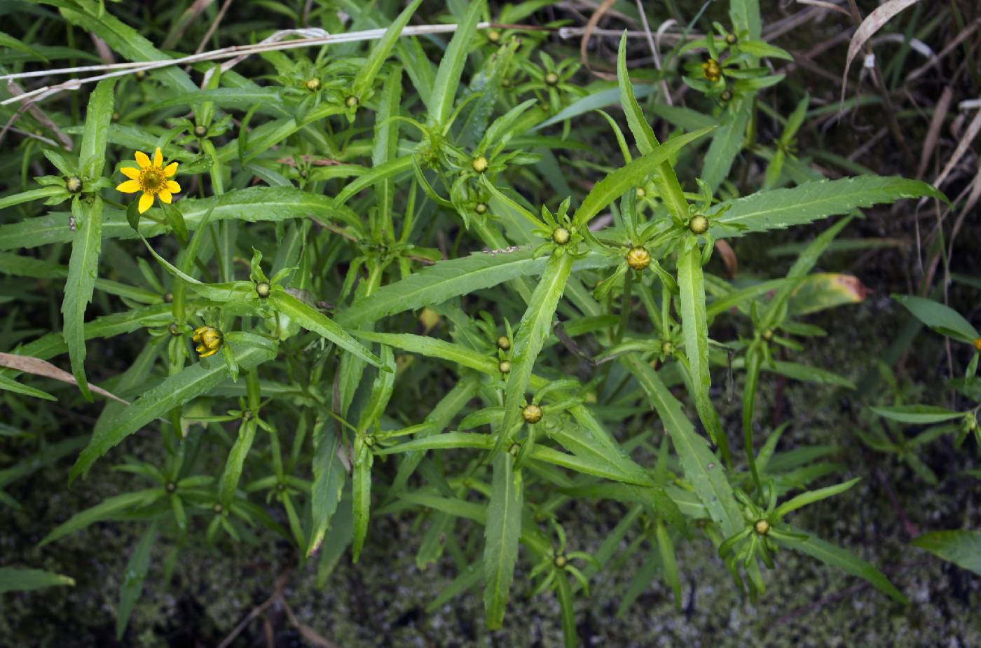 Bidens cernua image