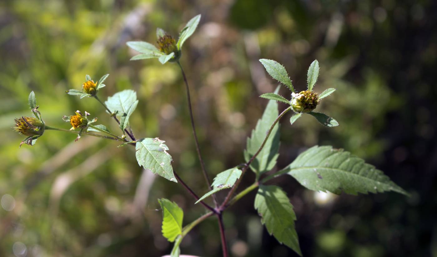Bidens frondosa image