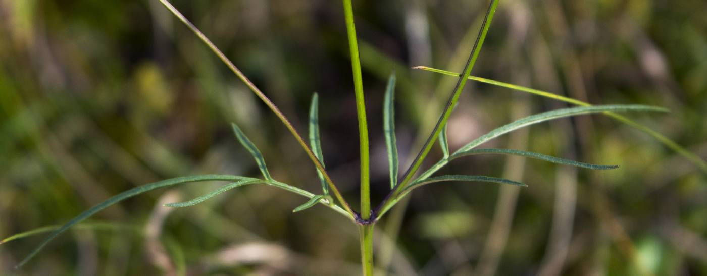 Bidens trichosperma image