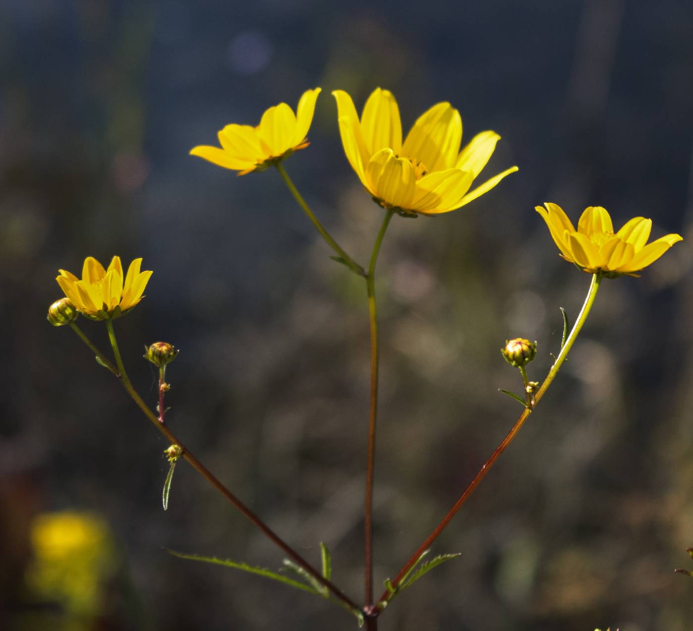 Bidens trichosperma image