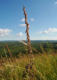 Image of Bouteloua curtipendula