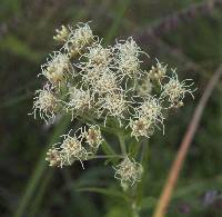 Brickellia eupatorioides image