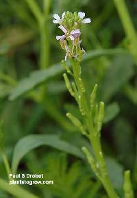 Cakile edentula image