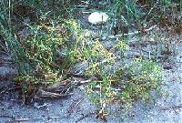 Image of Cakile edentula subsp. edentula var. lacustris