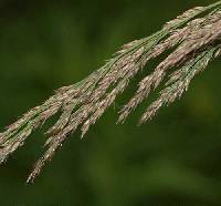 Calamagrostis canadensis image