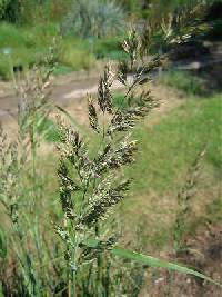 Image of Calamagrostis epigejos
