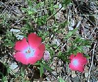 Image of Callirhoe involucrata