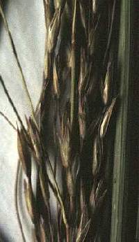 Image of Calamovilfa longifolia