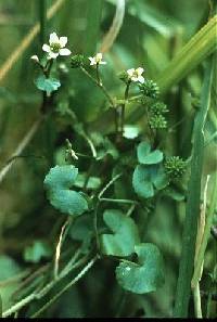 Image of Caltha natans