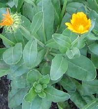 Image of Calendula officinalis