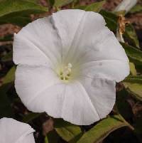 Calystegia spithamaea image