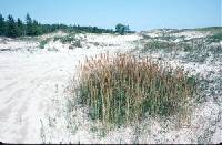 Calamagrostis stricta image