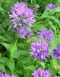 Image of Campanula glomerata