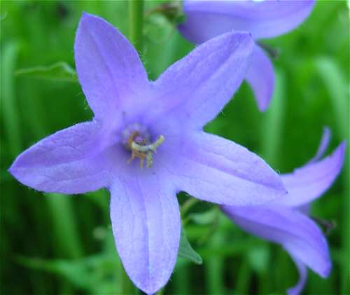 Campanula rapunculoides image
