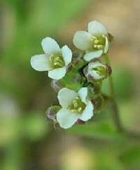 Capsella bursa-pastoris image