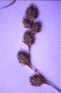 Image of Carex adusta