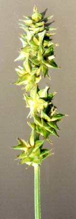Image of Carex sparganioides