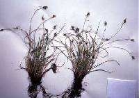 Carex albicans image