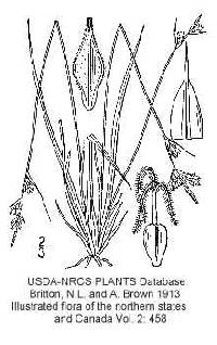 Image of Carex albicans var. albicans