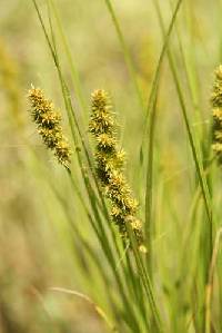 Carex annectens image