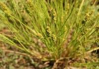 Carex annectens image