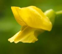 Caragana arborescens image