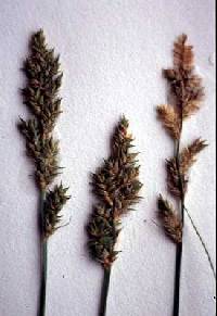 Image of Carex arcta