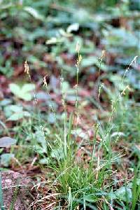 Image of Carex assiniboinensis