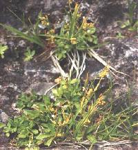 Carex aurea image