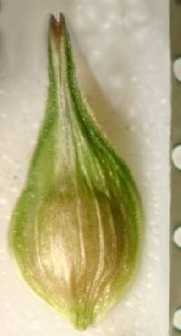 Carex tribuloides image