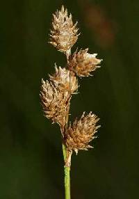 Carex bicknellii image