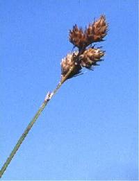 Image of Carex brevior