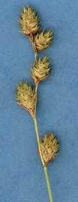 Image of Carex festucacea